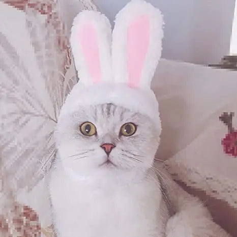 طاقية للقطط على شكل أرنب Rabbit Shaped Cat Hat -  مستلزمات حيوانات