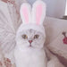 طاقية للقطط على شكل أرنب Rabbit Shaped Cat Hat -  مستلزمات حيوانات